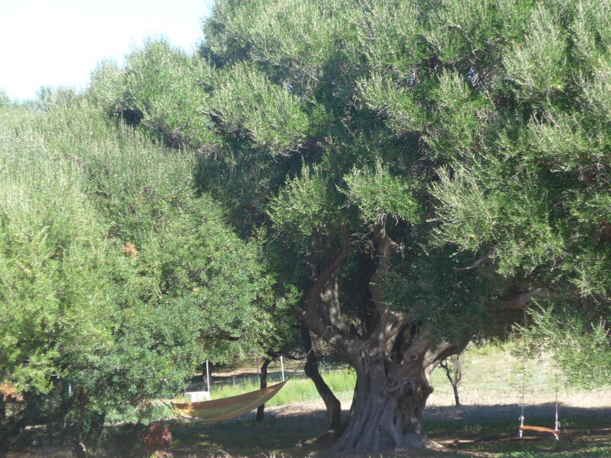 Agriturismo Gli Olivastri -Appartamento Bel Vedere Con Piscina ,Solarium E Vista Mare,Climatizzatore ,Wifi Aglientu Exterior foto